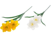 Umelé kvety, plast 480mm narcis, biela, žltá