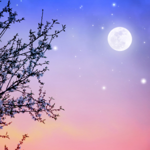 Moonflower