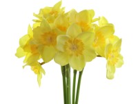 Művirágok, műanyag 400 mm-es nárciszcsokor, sárga
