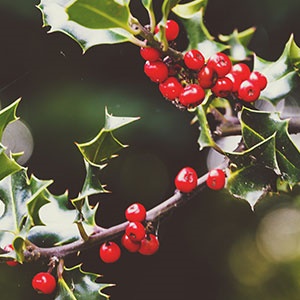Crimson Berries