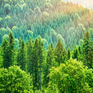 Evergreen Cashmere